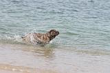 CANE CORSO 280